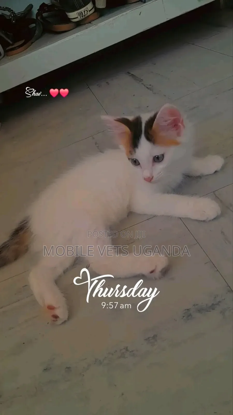 0-1 month Female Purebred Tabby