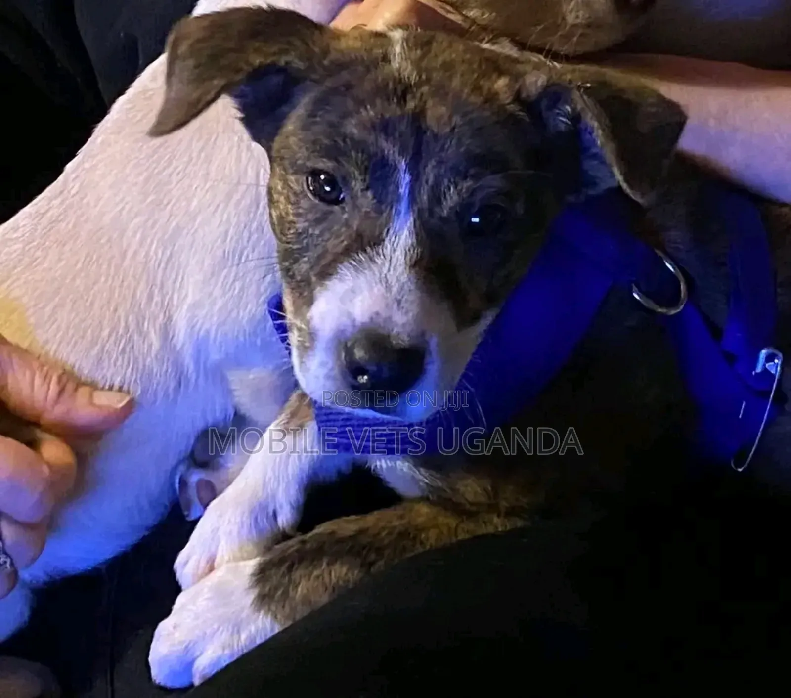 3-6 months Male Purebred American Pit Bull Terrier