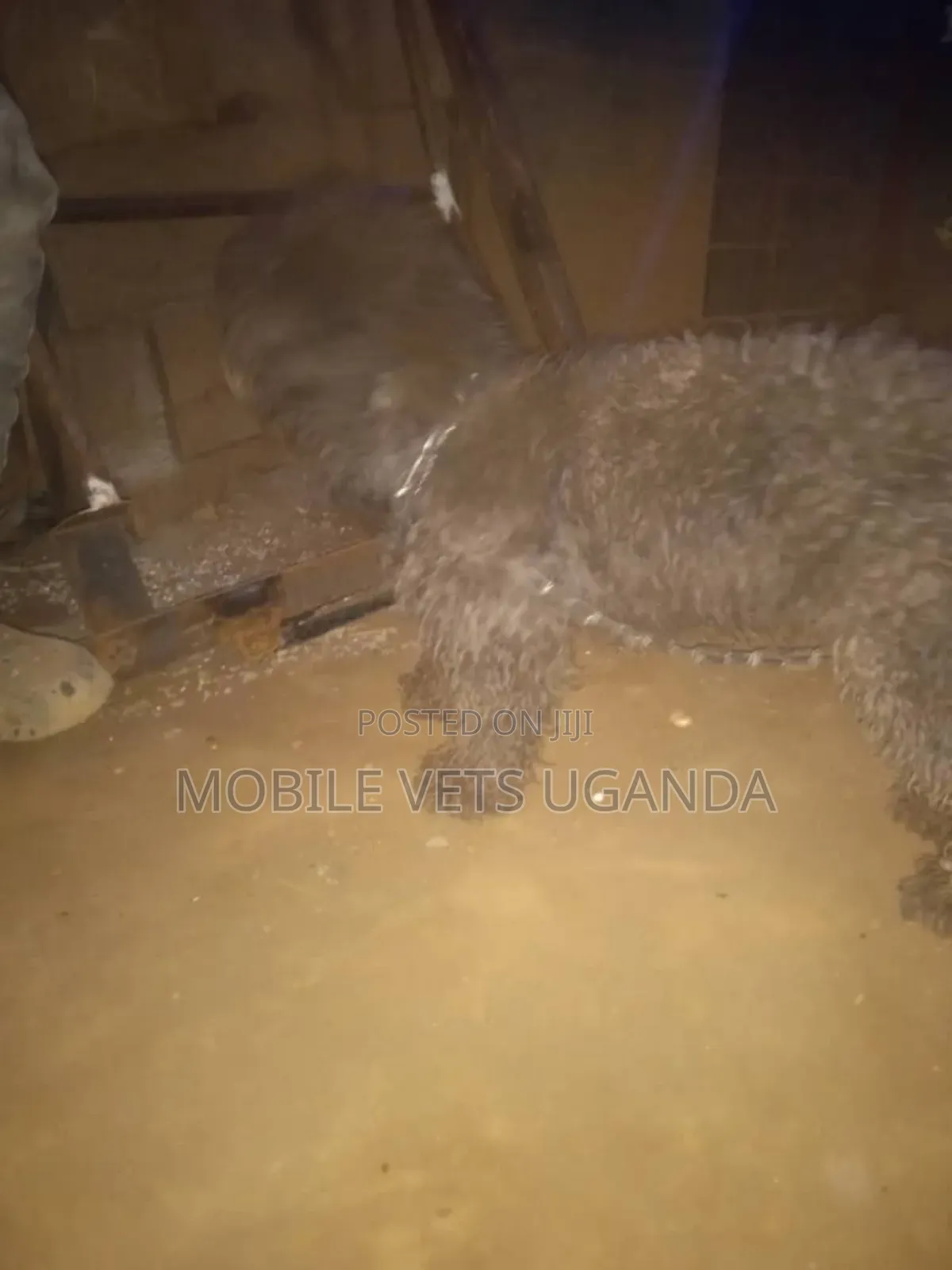 1-3 months Male Purebred Maltese