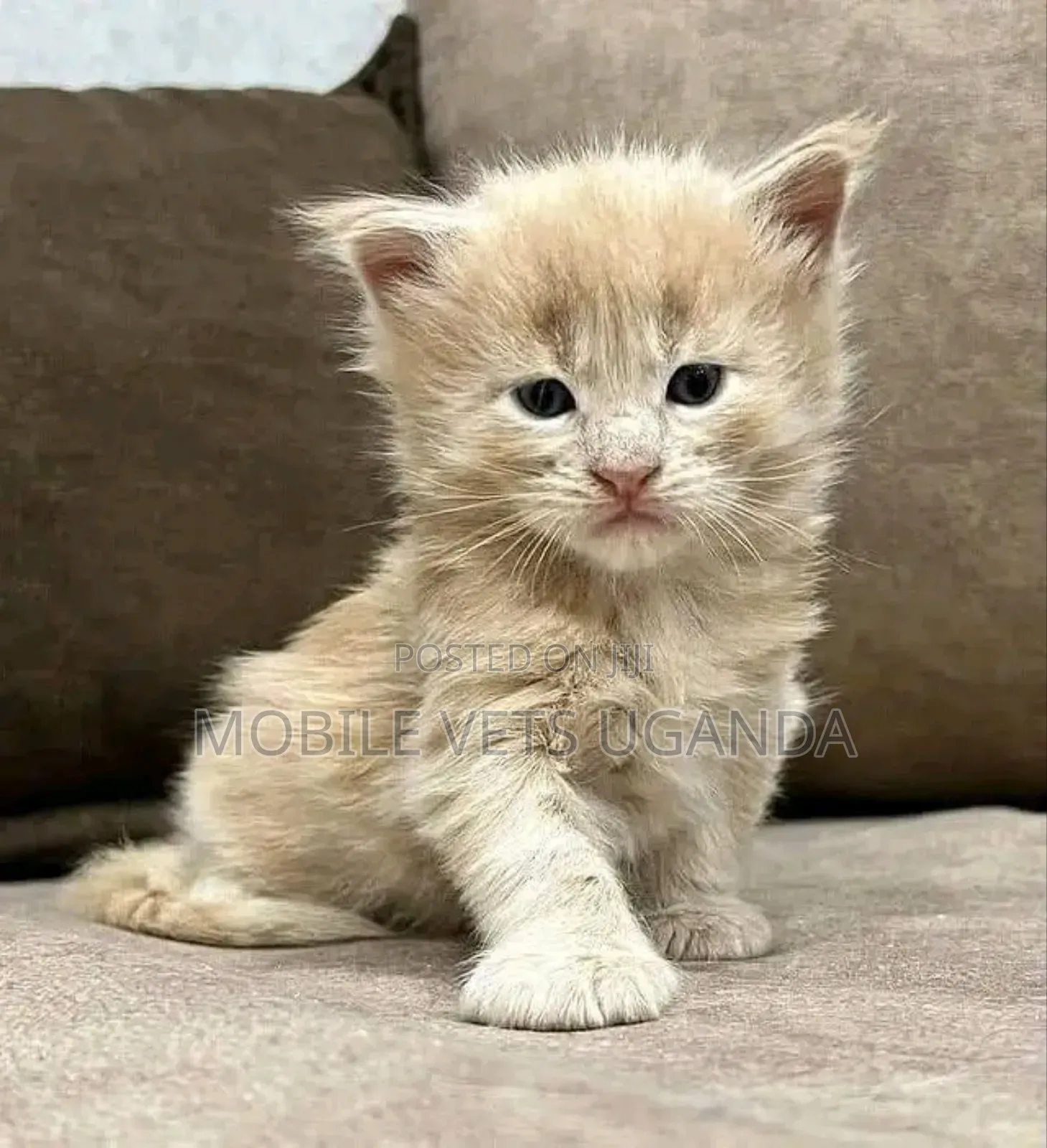 1-3 months Female Purebred British Shorthair