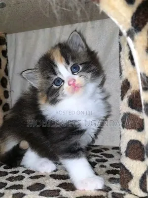 0-1 month Female Purebred Himalayan