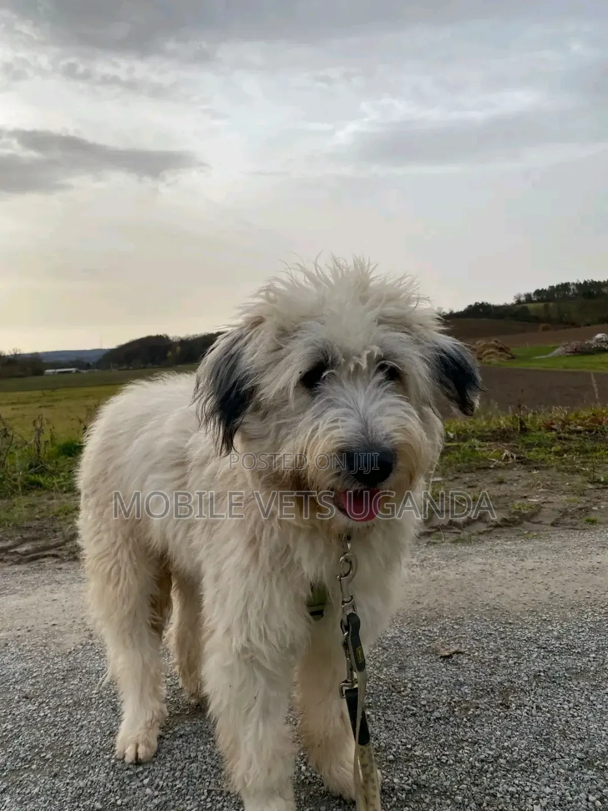 1+ year Female Purebred Maltese