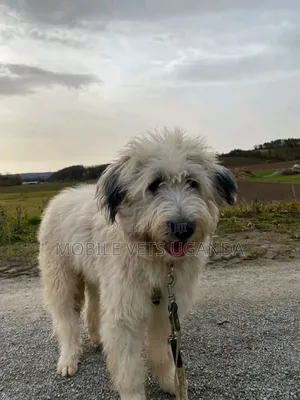 1+ year Female Purebred Maltese