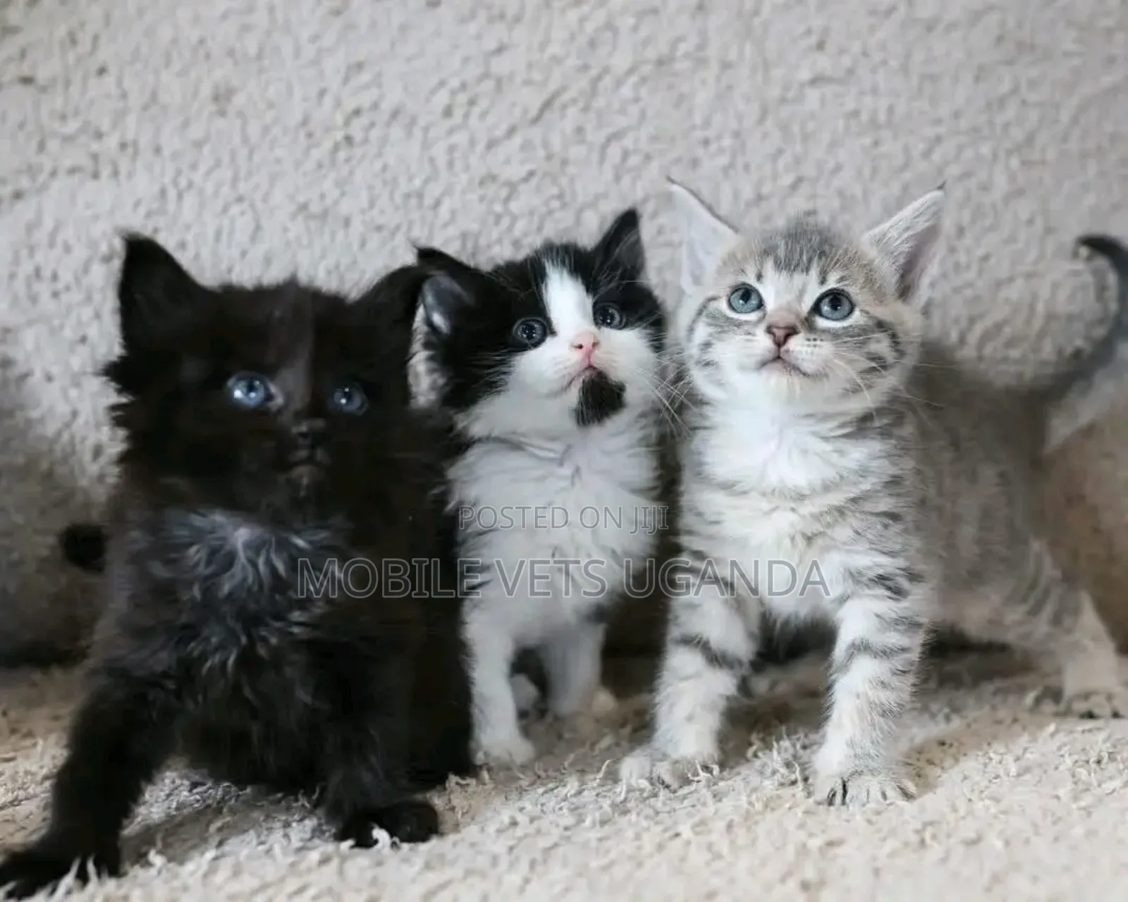 1-3 months Male Purebred Birman