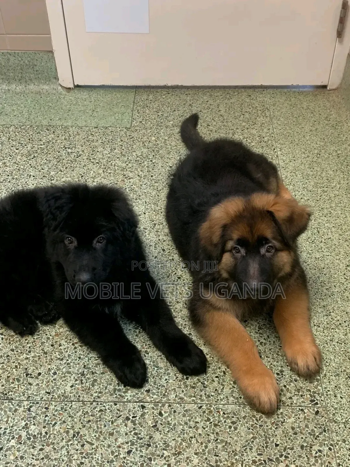 1-3 months Female Purebred German Shepherd