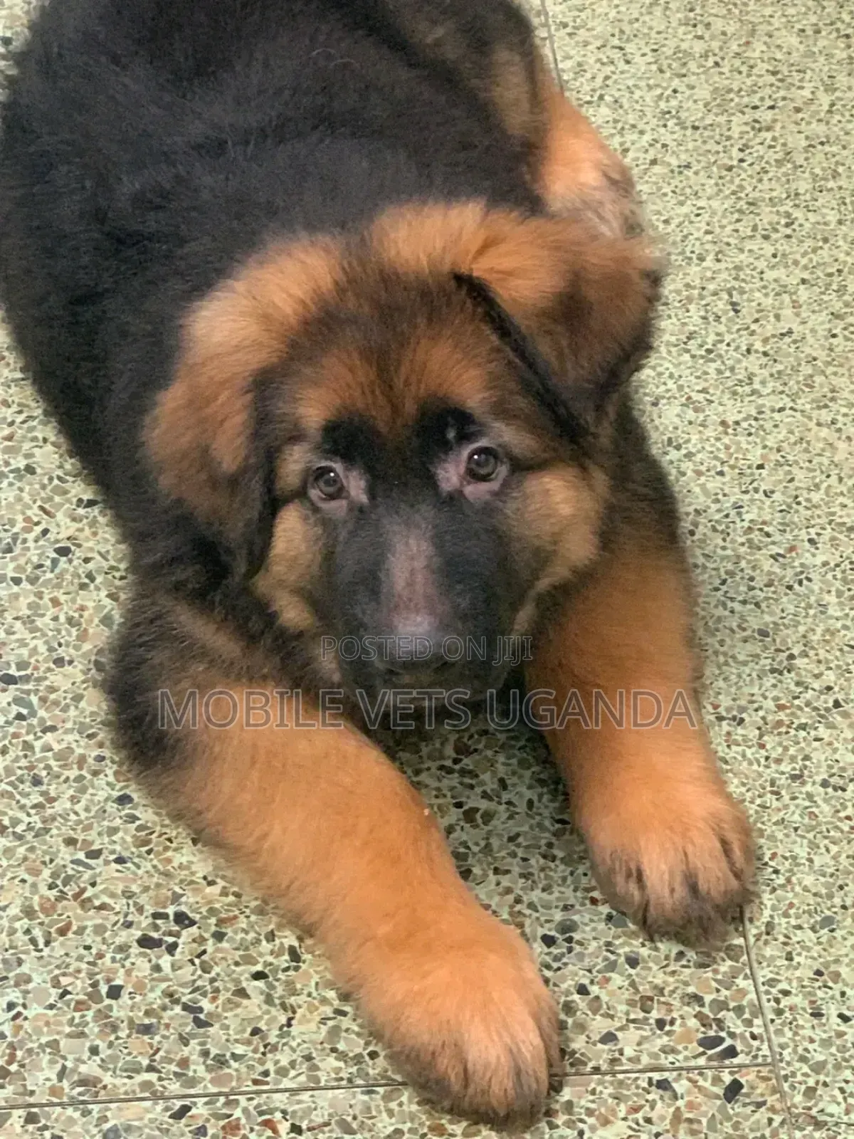 1-3 months Male Purebred German Shepherd