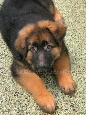 1-3 months Male Purebred German Shepherd