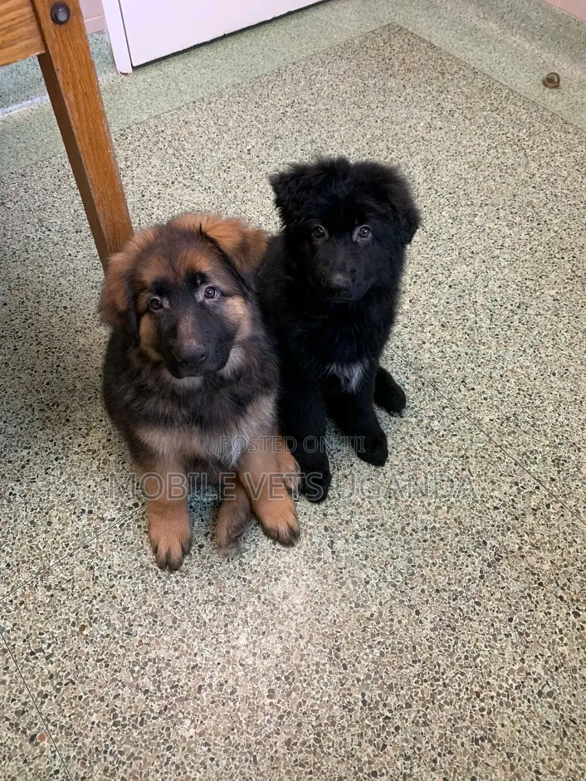 0-1 month Female Purebred German Shepherd