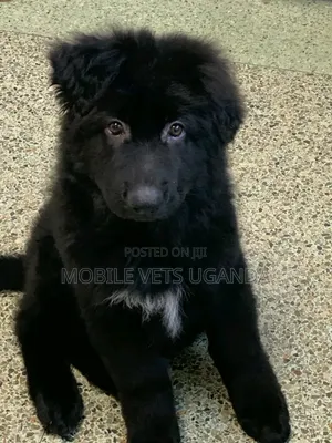 1-3 months Male Purebred German Shepherd