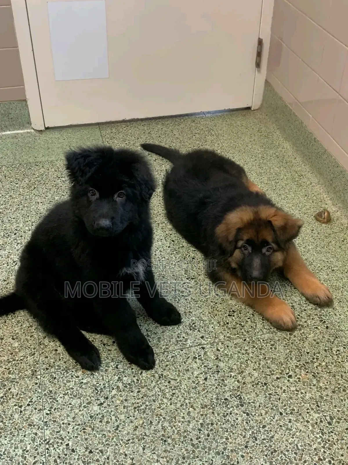 1-3 months Female Purebred German Shepherd