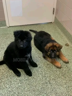 1-3 months Female Purebred German Shepherd