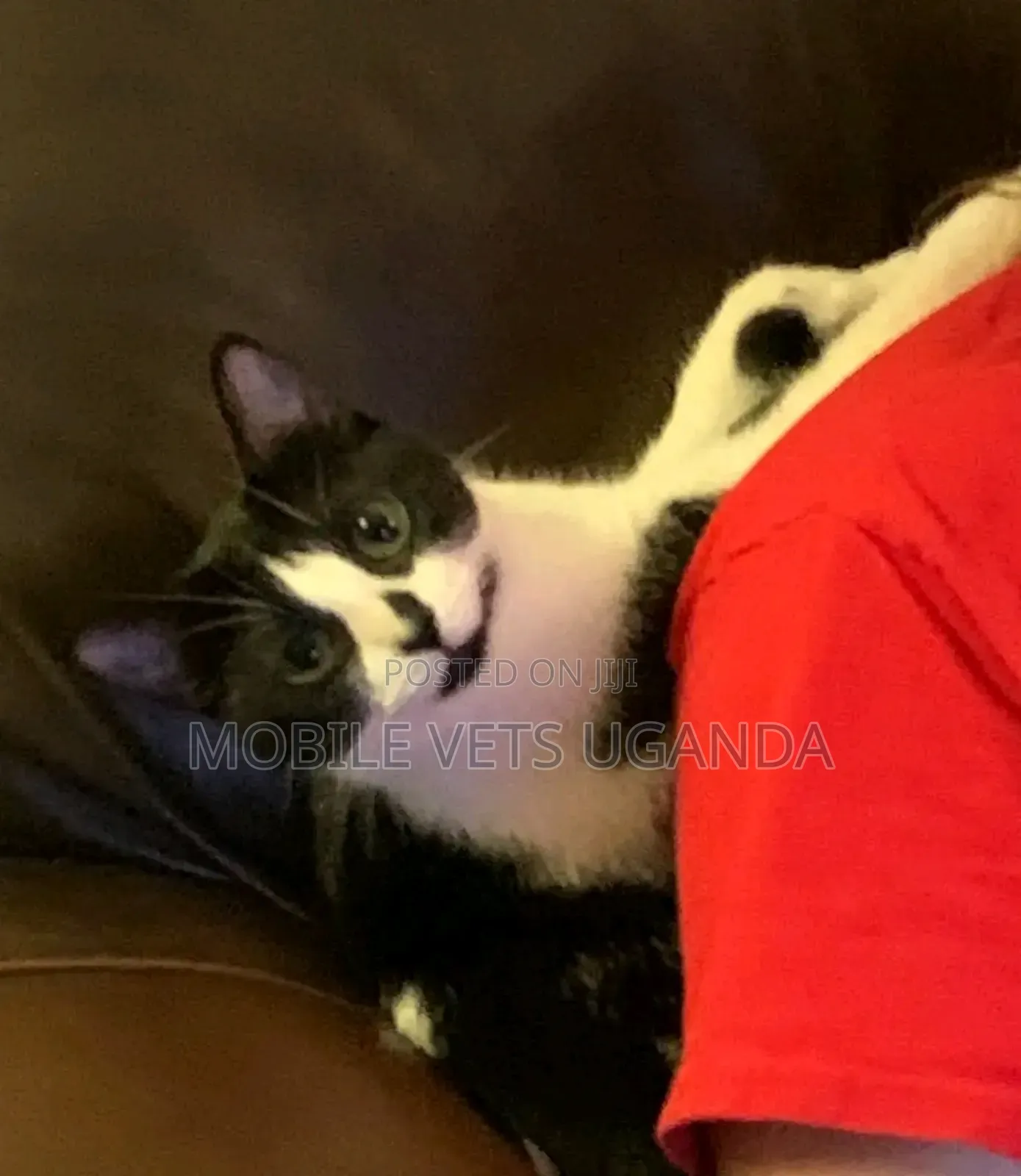 1-3 months Female Purebred Cornish Rex