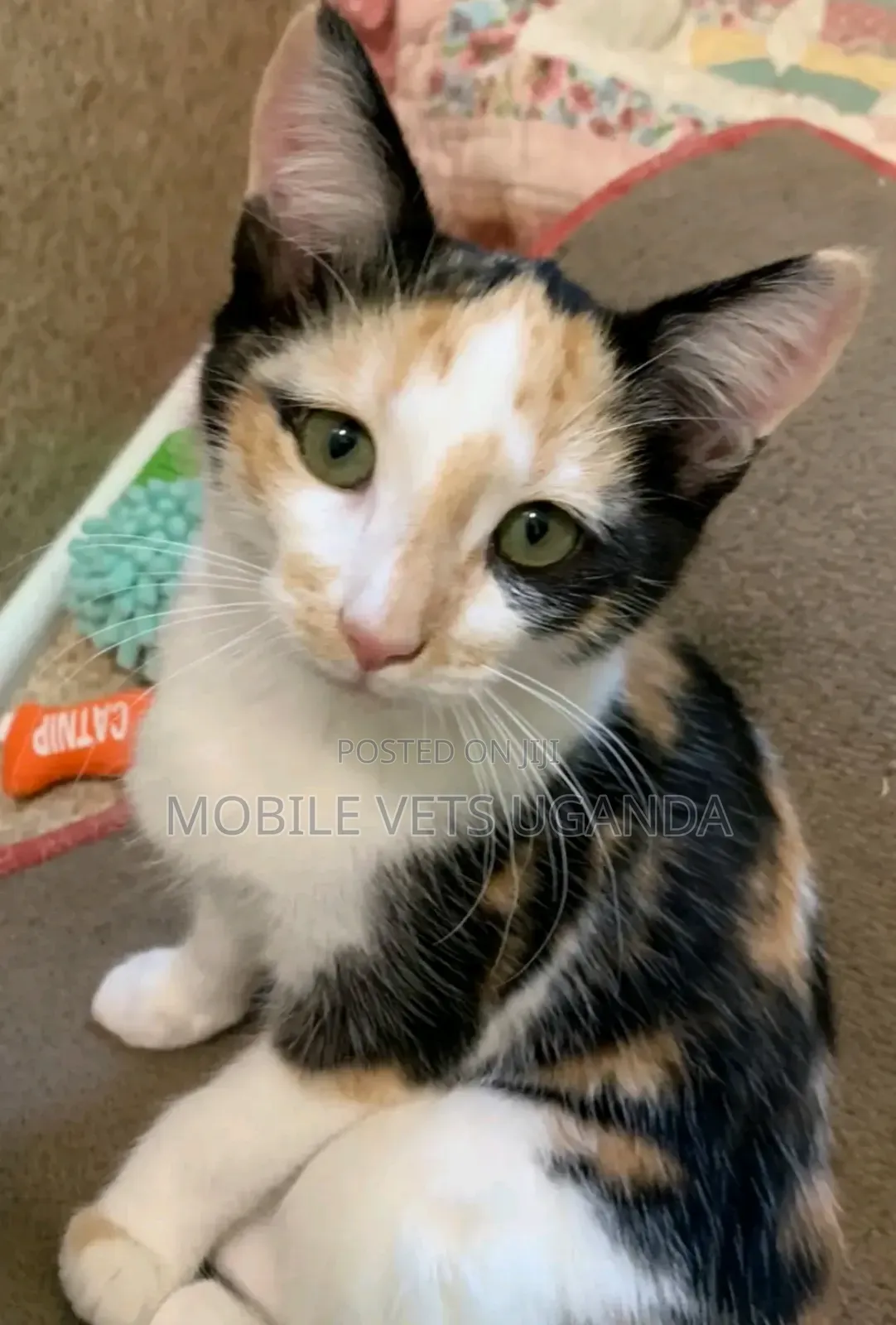 1-3 months Male Purebred Savannah