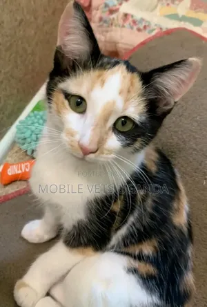 1-3 months Male Purebred Savannah