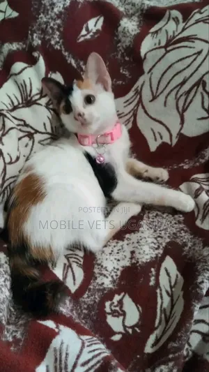 3-6 months Female Purebred Norwegian Forest