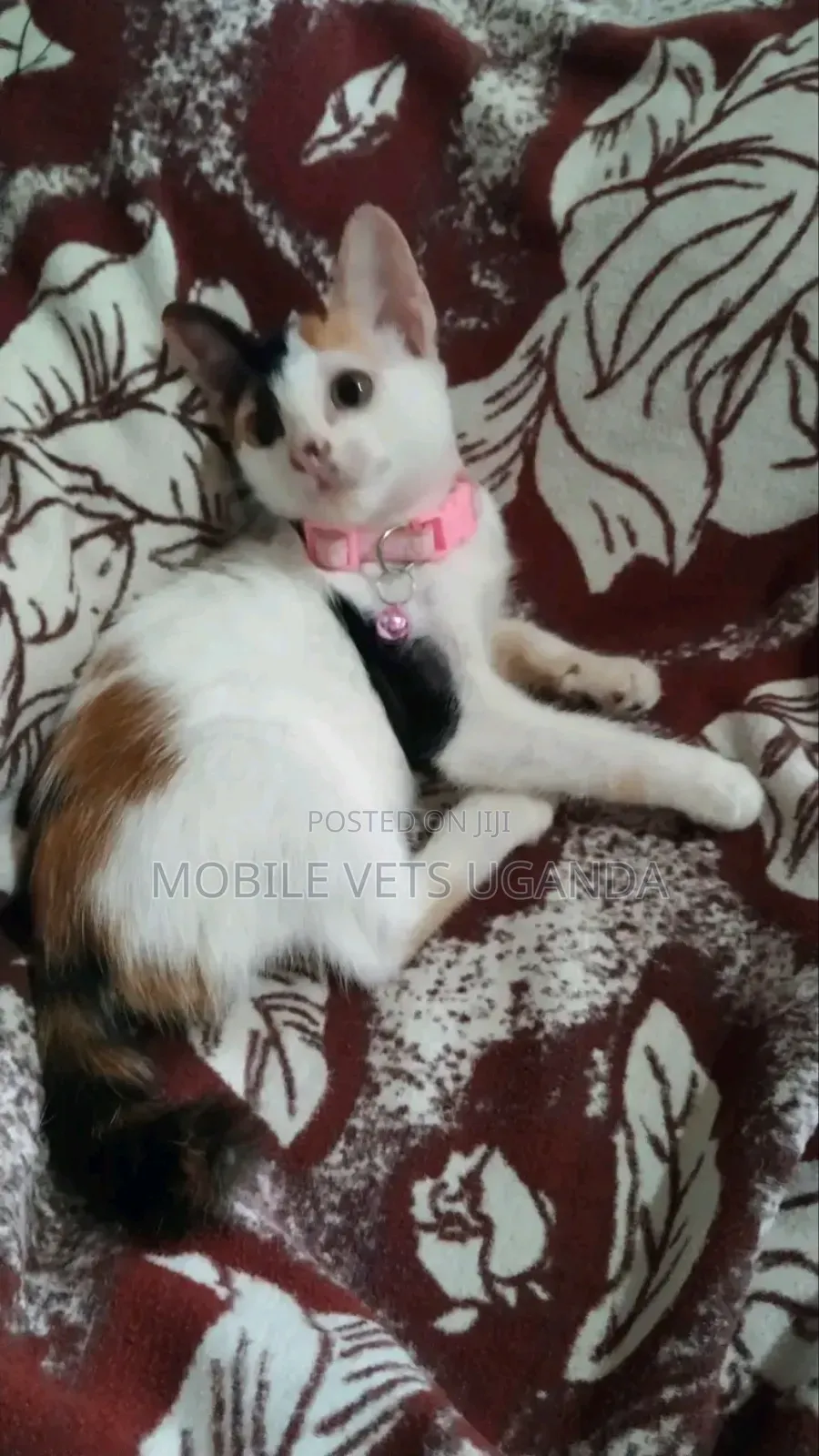 3-6 months Female Purebred Norwegian Forest