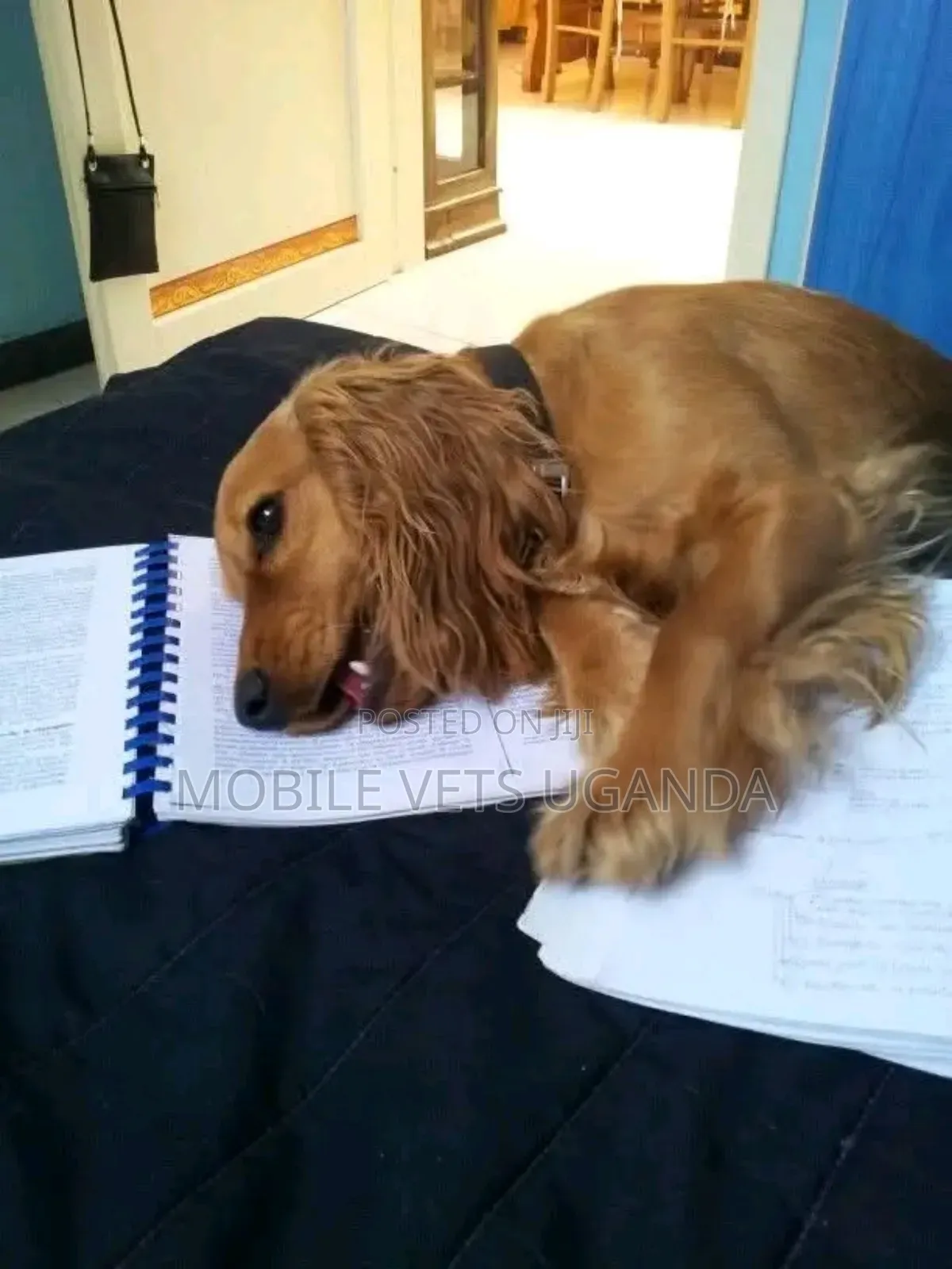 6-12 months Male Purebred Golden Retriever