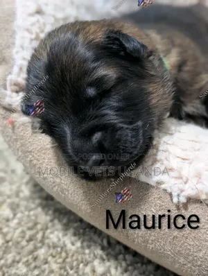 0-1 month Male Purebred German Shepherd