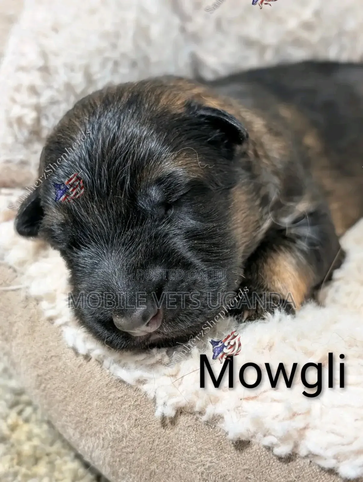 0-1 month Female Purebred German Shepherd