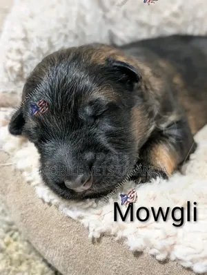 0-1 month Female Purebred German Shepherd
