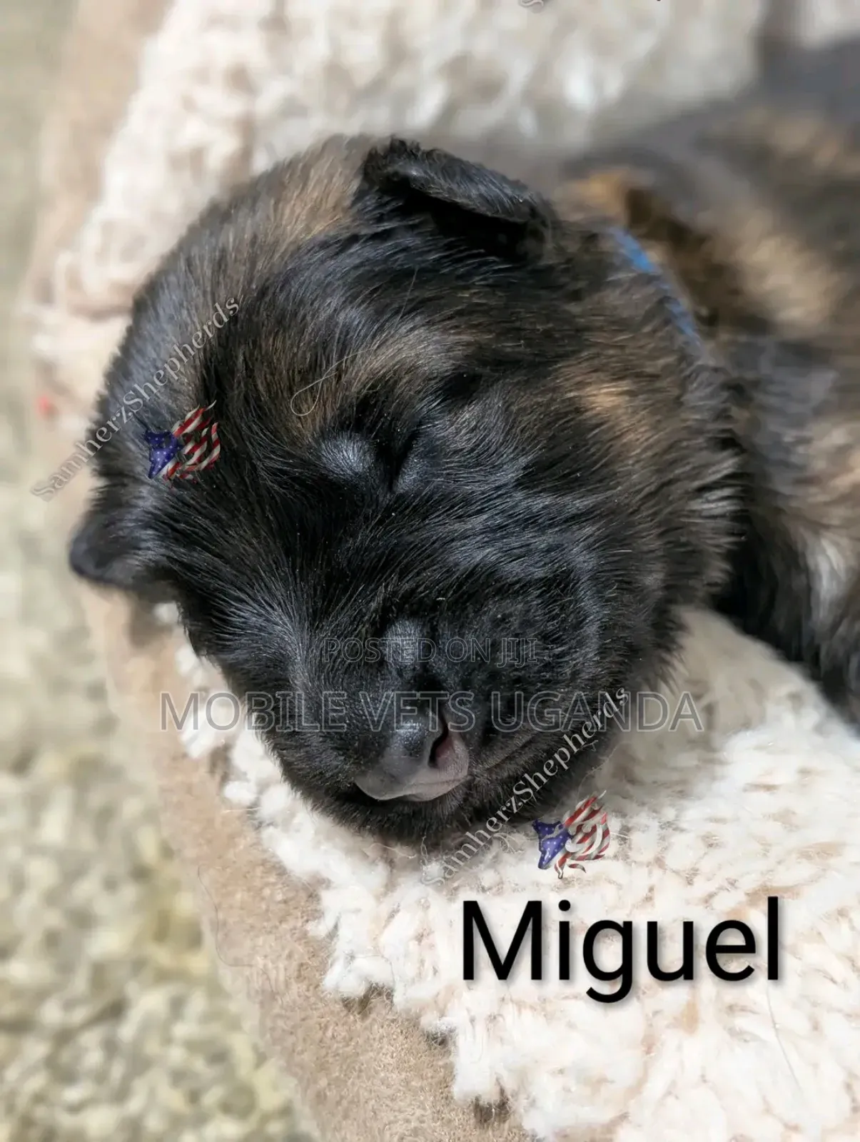 0-1 month Male Purebred Boerboel