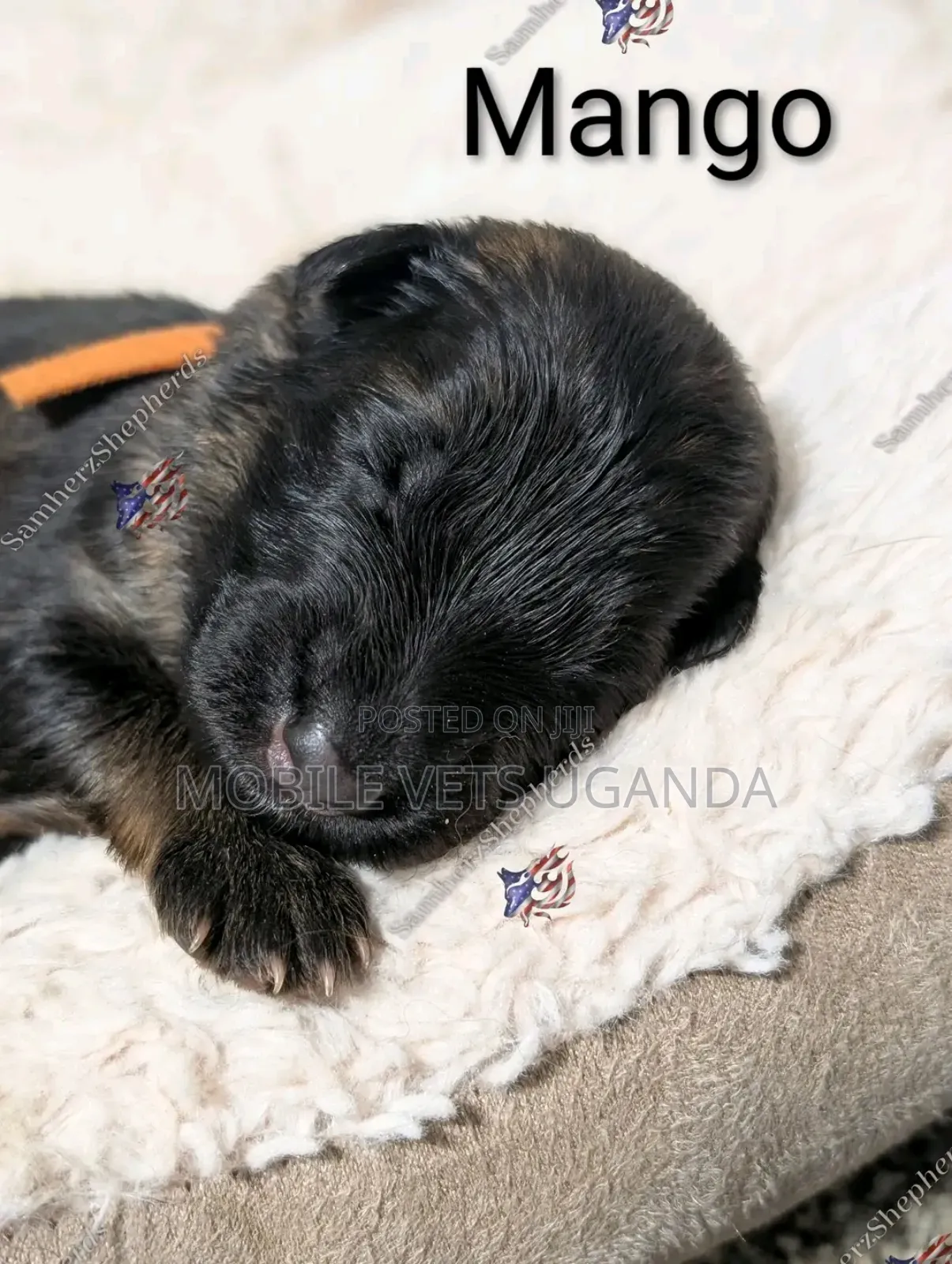 0-1 month Male Purebred German Shepherd