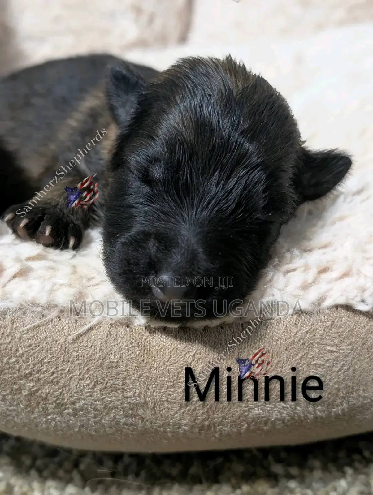 1-3 months Male Purebred German Shepherd