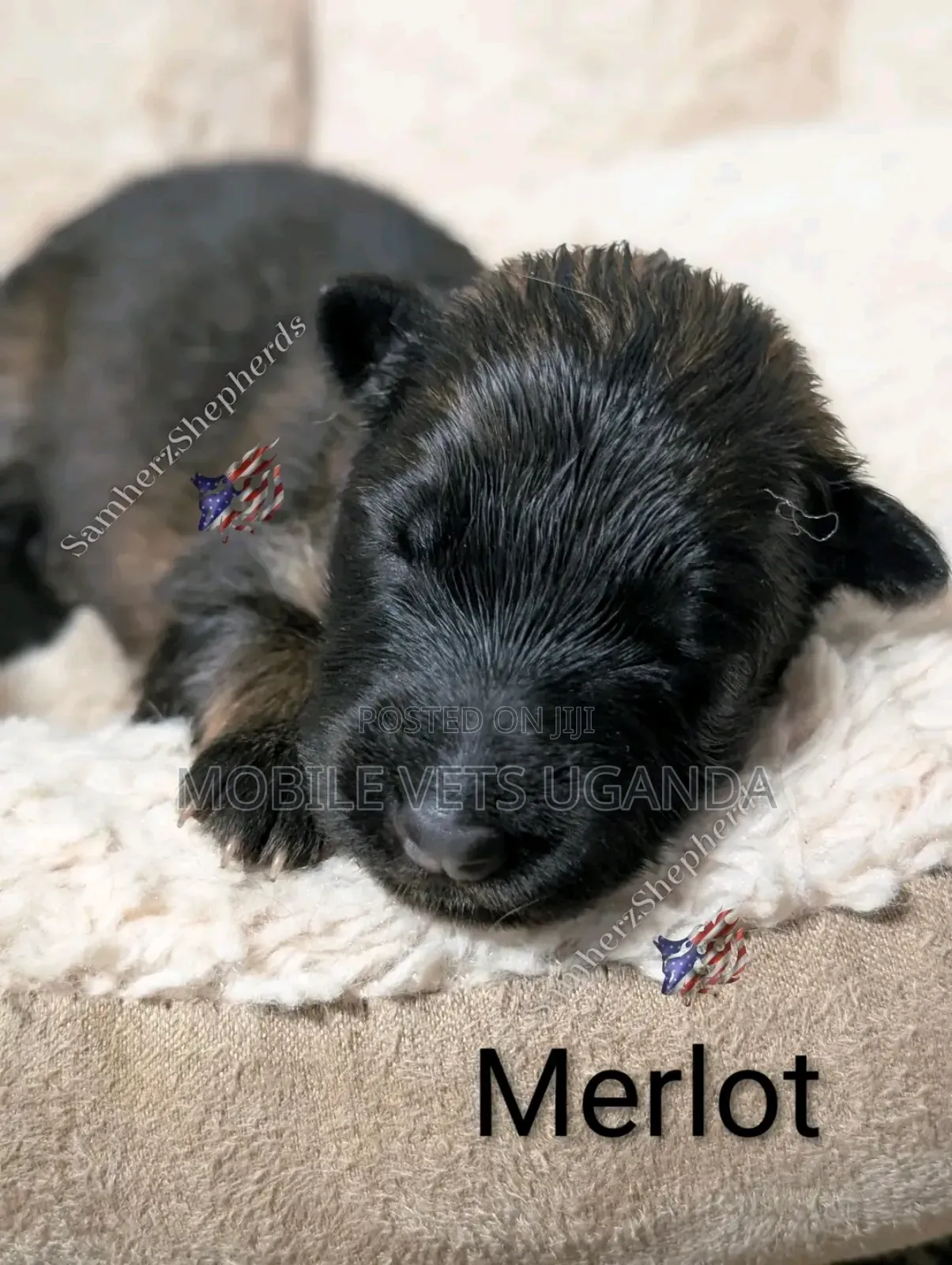 1-3 months Female Purebred German Shepherd