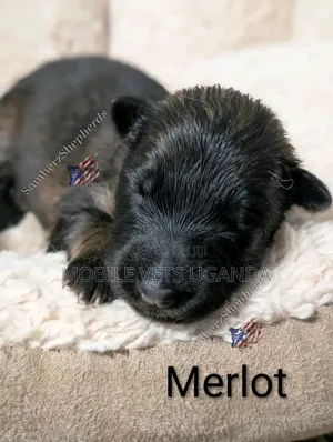 1-3 months Female Purebred German Shepherd