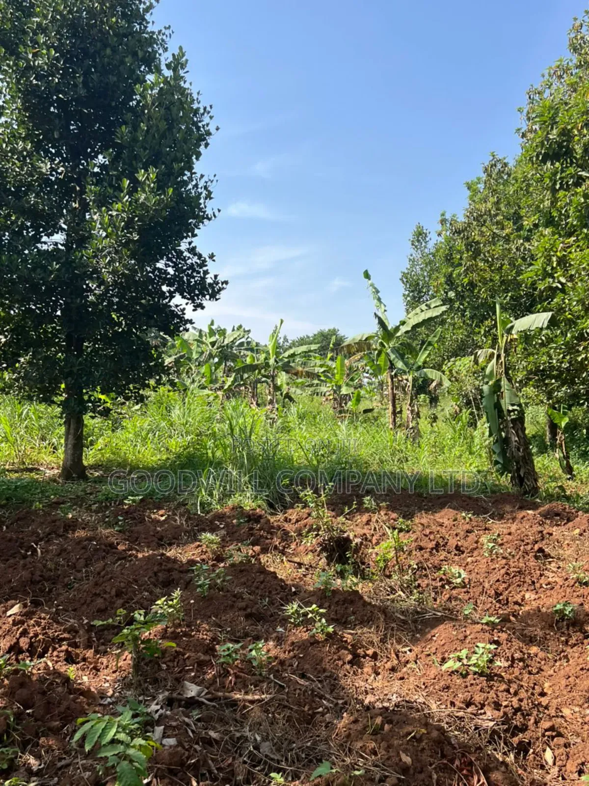 3 Acres of Land in Kira Bulindo Nsasa