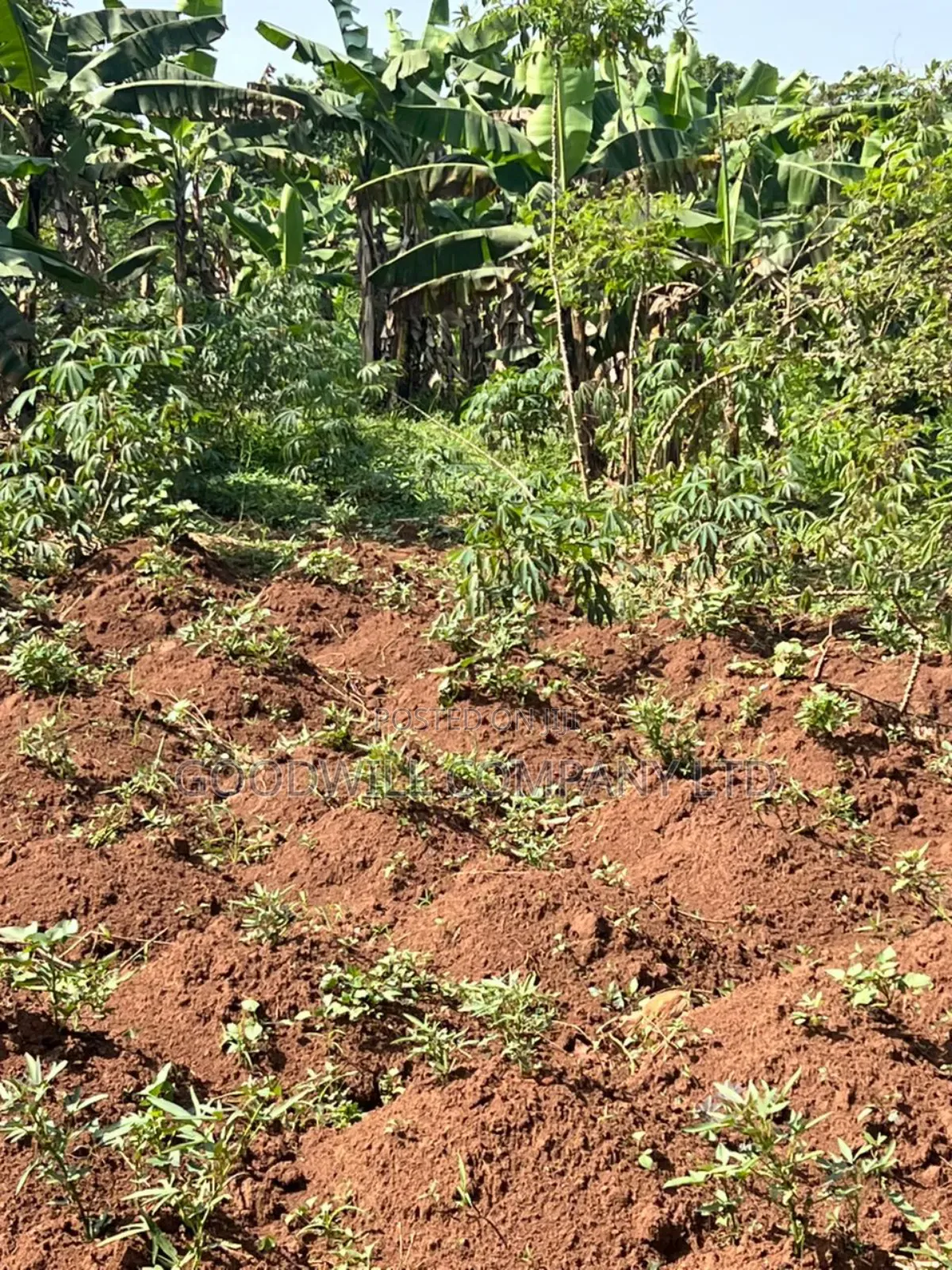 3 Acres of Land in Kira Bulindo Nsasa