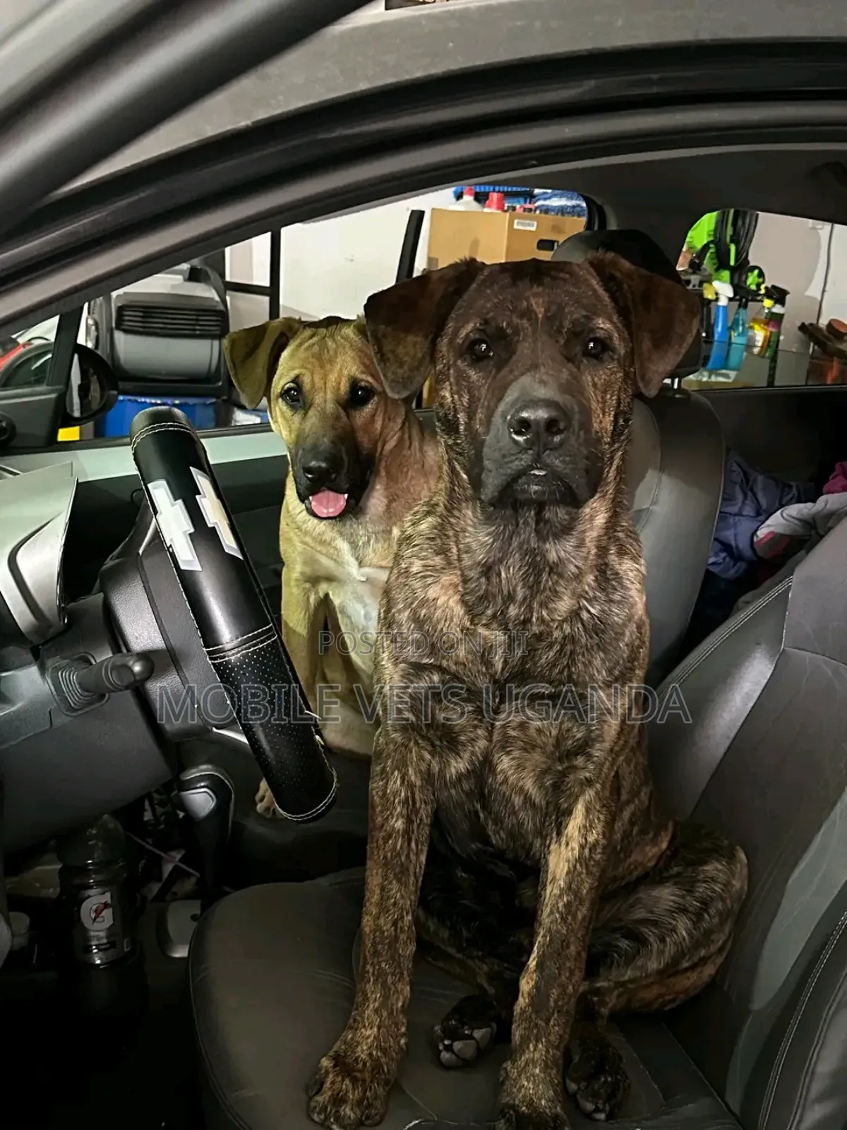 6-12 months Female Purebred Boerboel