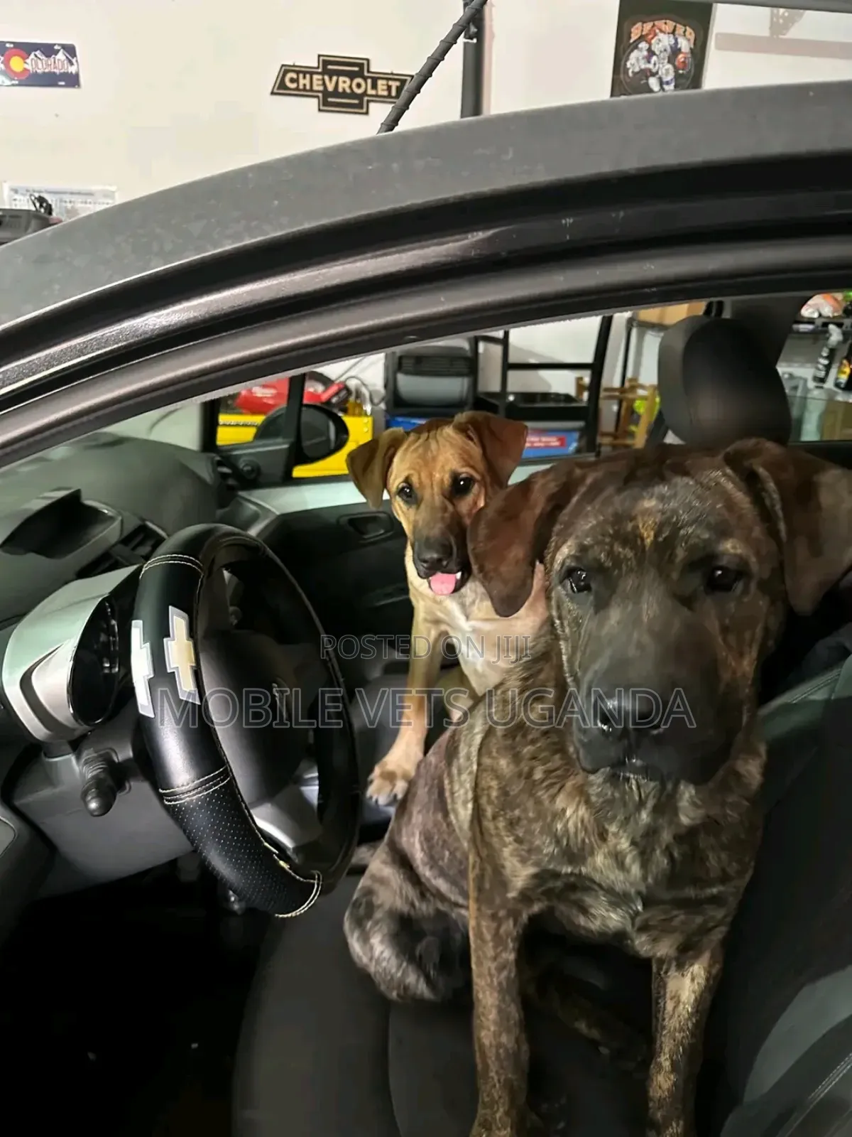 3-6 months Female Purebred Boerboel