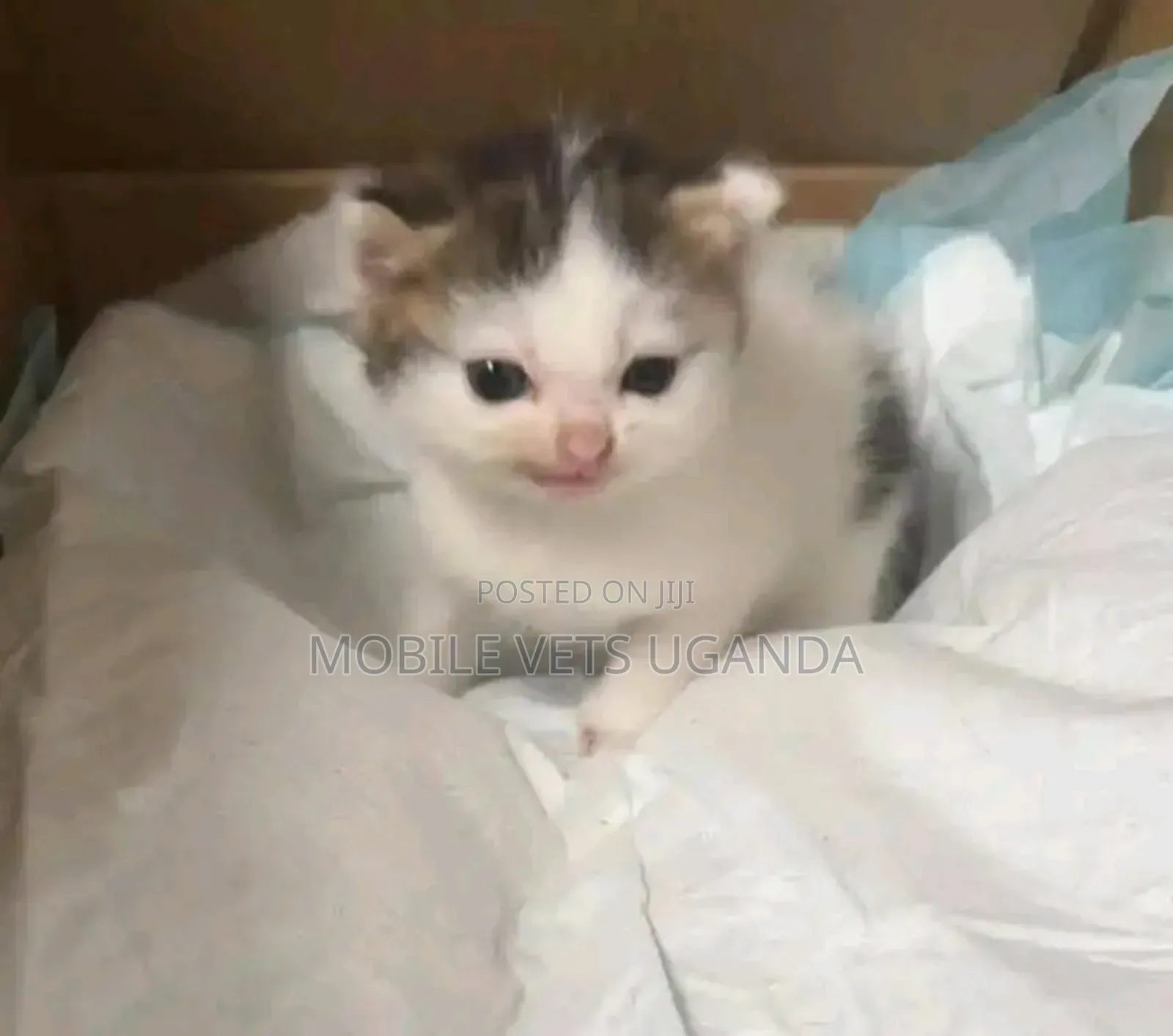 0-1 month Male Purebred Ragamuffin
