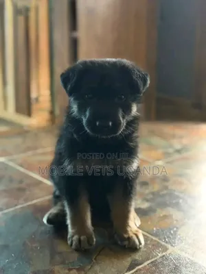 1-3 months Male Purebred German Shepherd