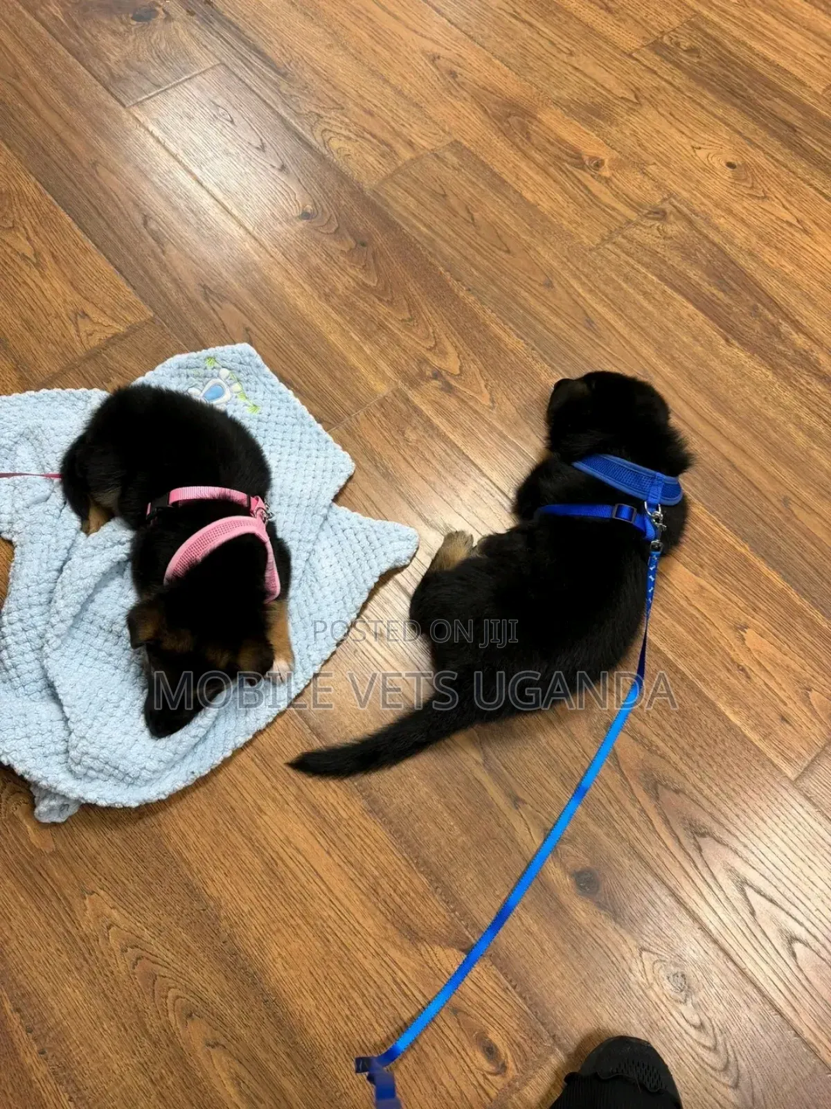 1-3 months Female Purebred German Shepherd