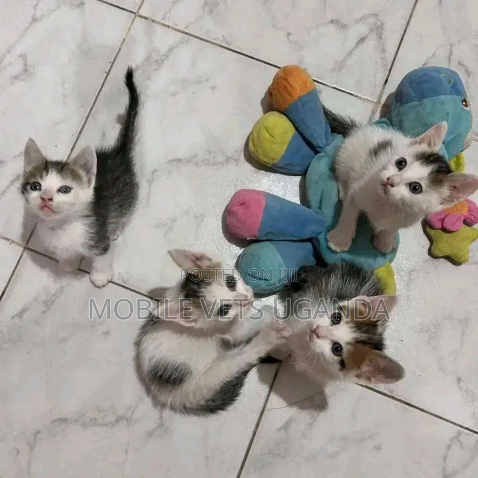 0-1 month Male Purebred Oriental