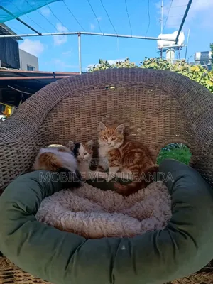 3-6 months Female Purebred Devon Rex