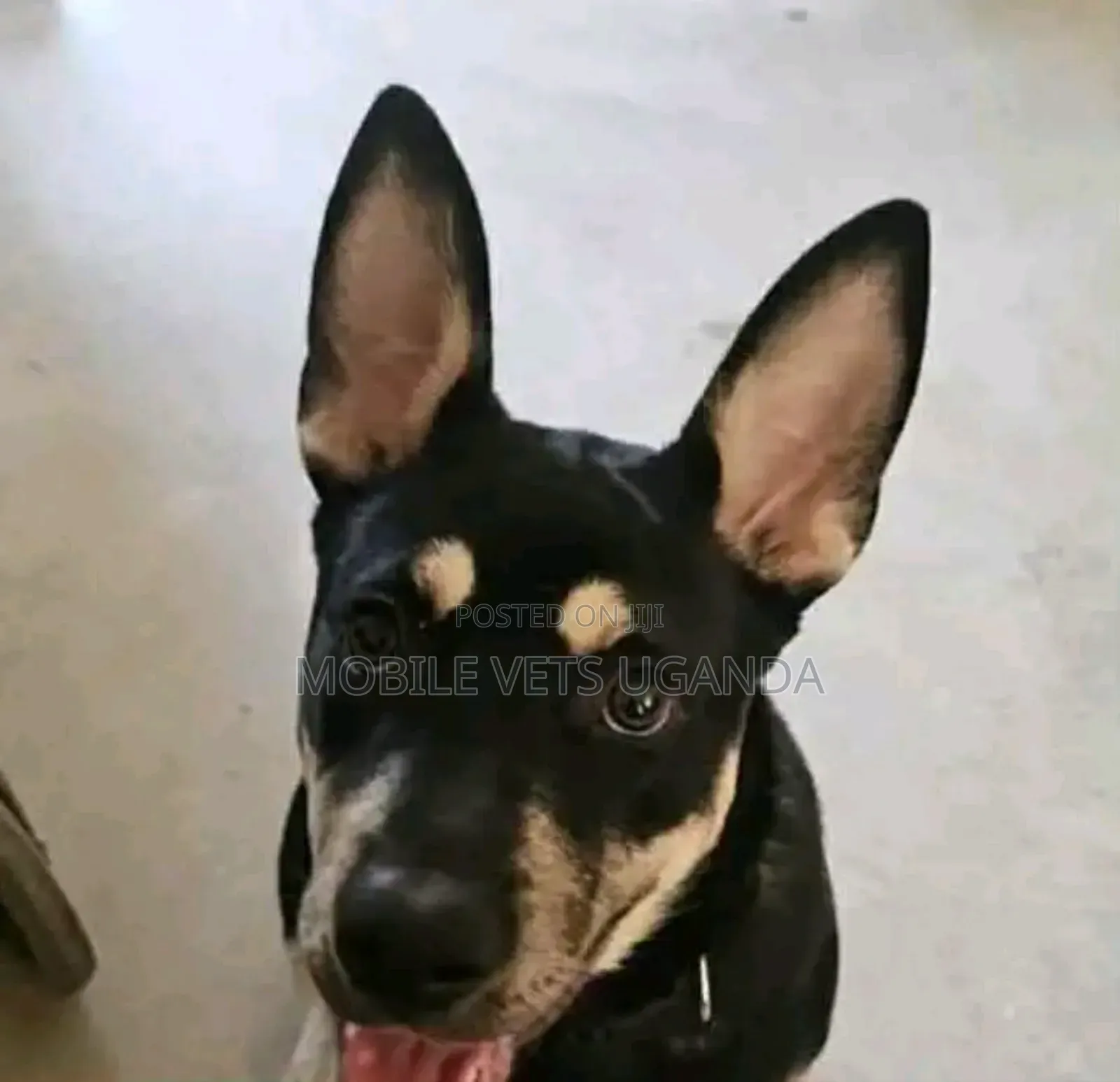6-12 months Male Purebred German Shepherd