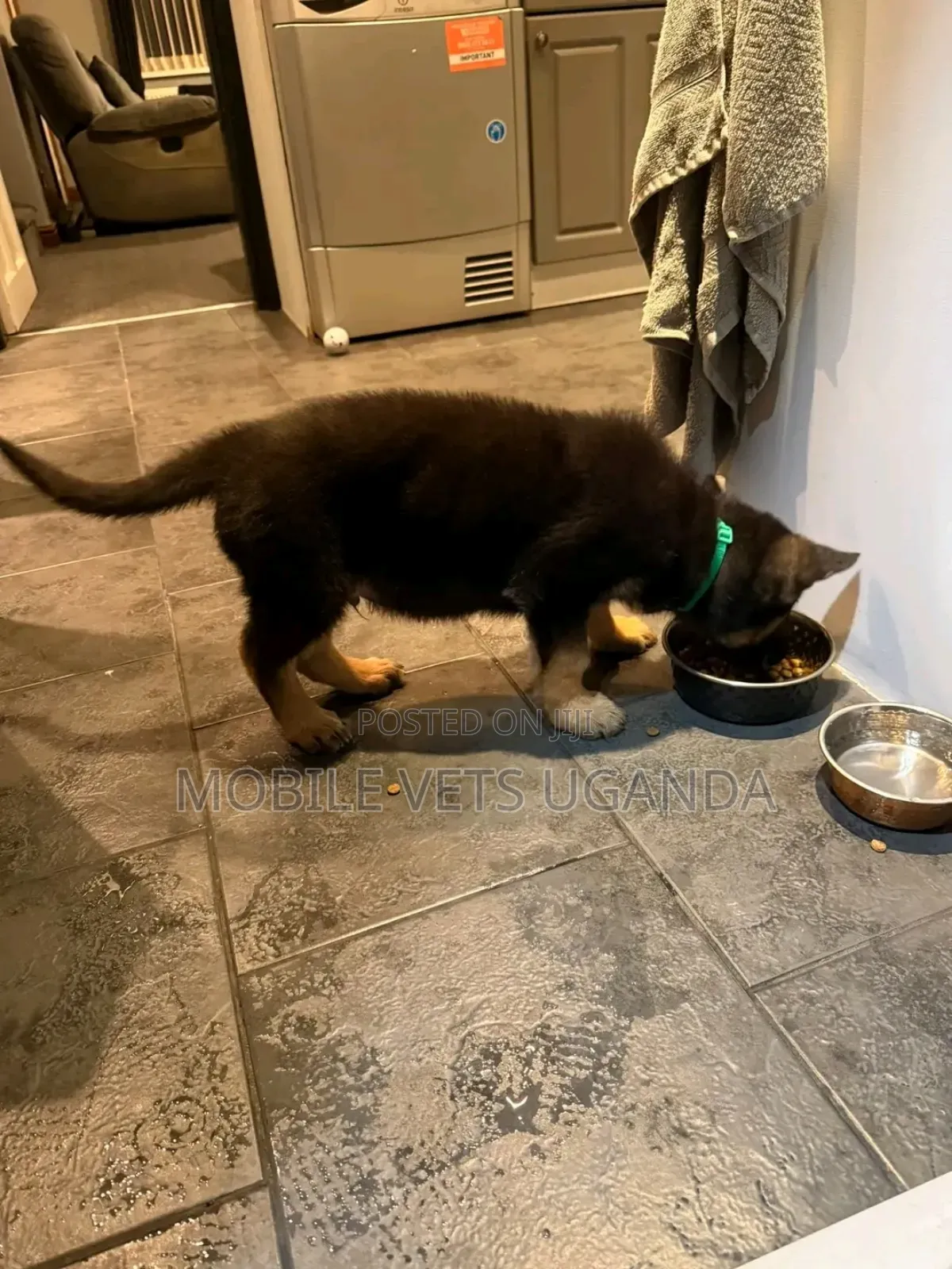 0-1 month Male Purebred German Shepherd