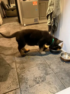 0-1 month Male Purebred German Shepherd