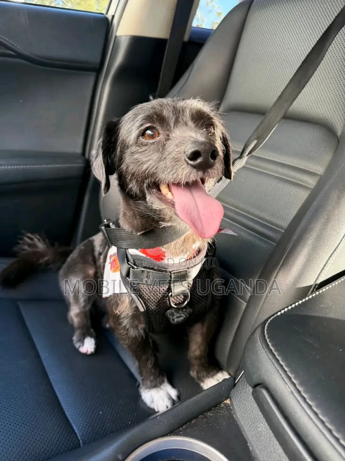 3-6 months Male Purebred Maltese