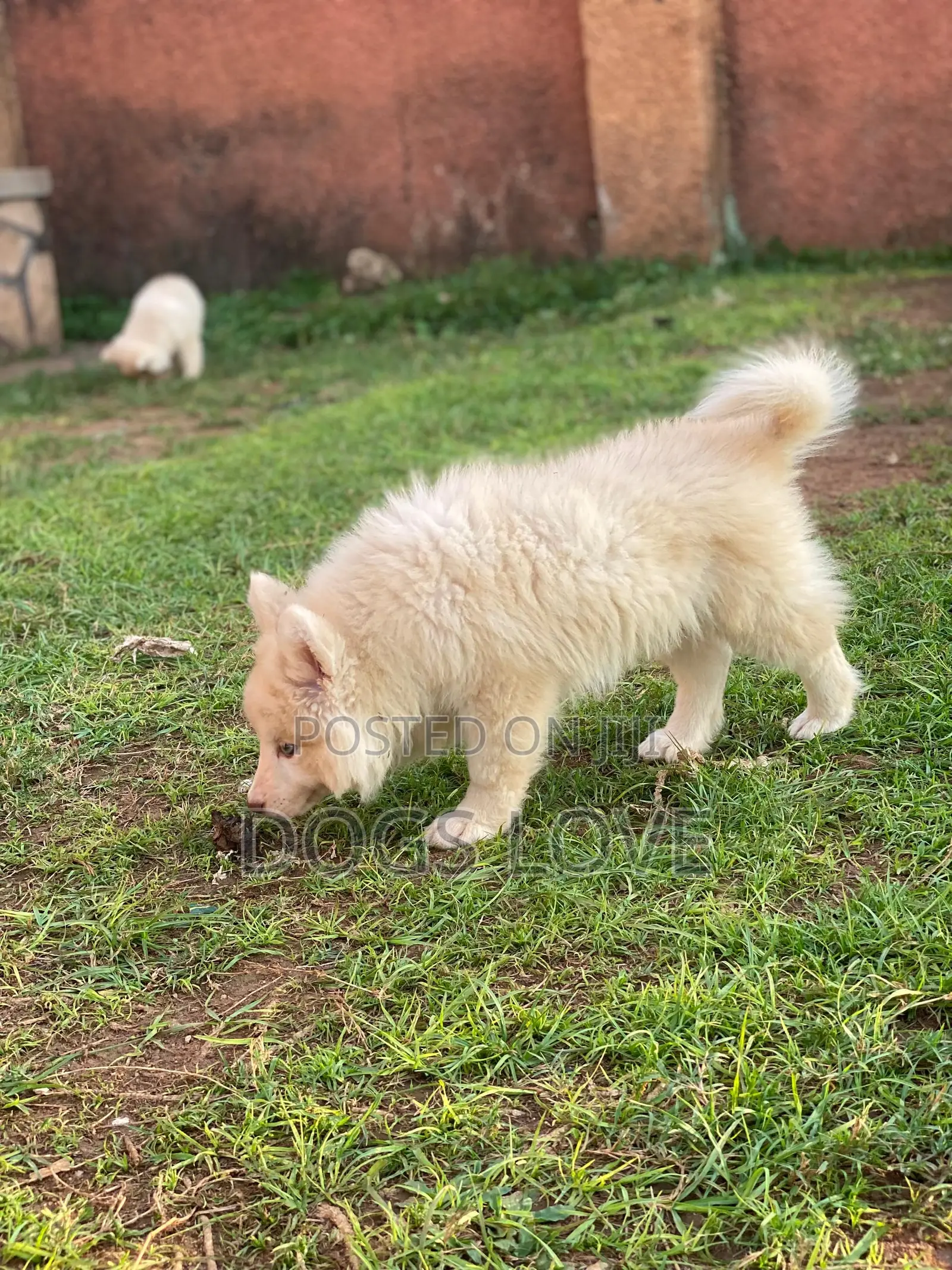 1-3 months Male Purebred Siberian Husky