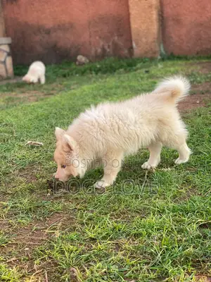 1-3 months Male Purebred Siberian Husky
