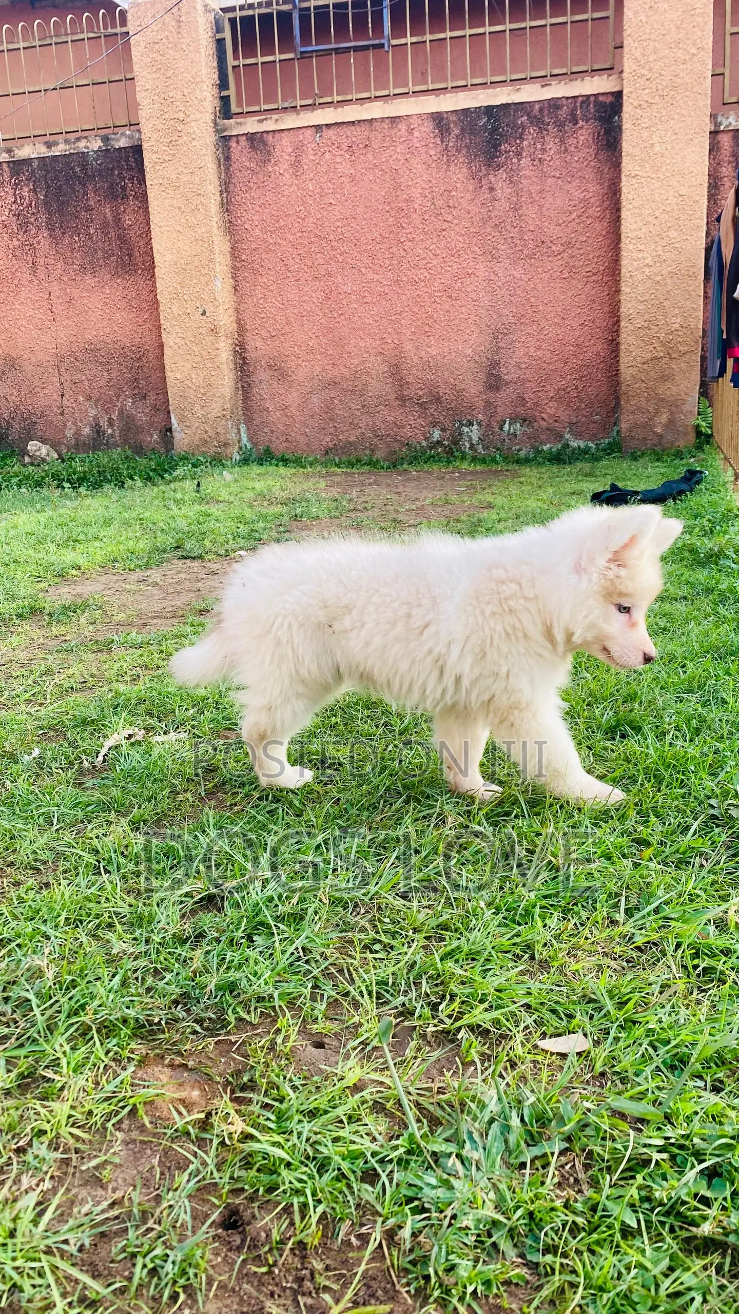 1-3 months Male Purebred Siberian Husky