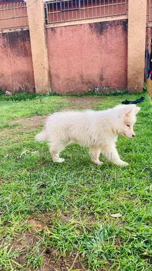 1-3 months Male Purebred Siberian Husky