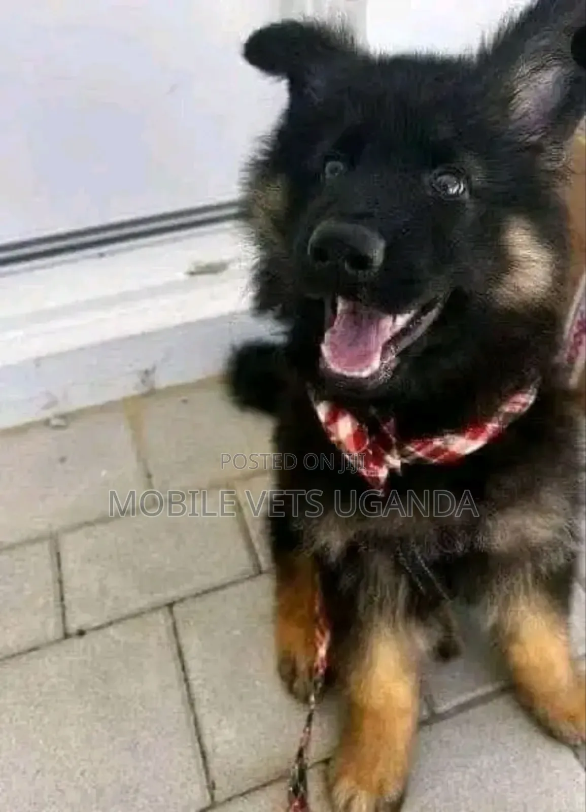 1-3 months Male Purebred German Shepherd