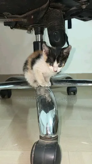 0-1 month Male Purebred American Shorthair