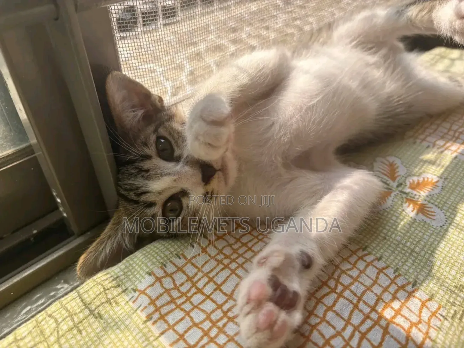 0-1 month Female Purebred Tonkinese