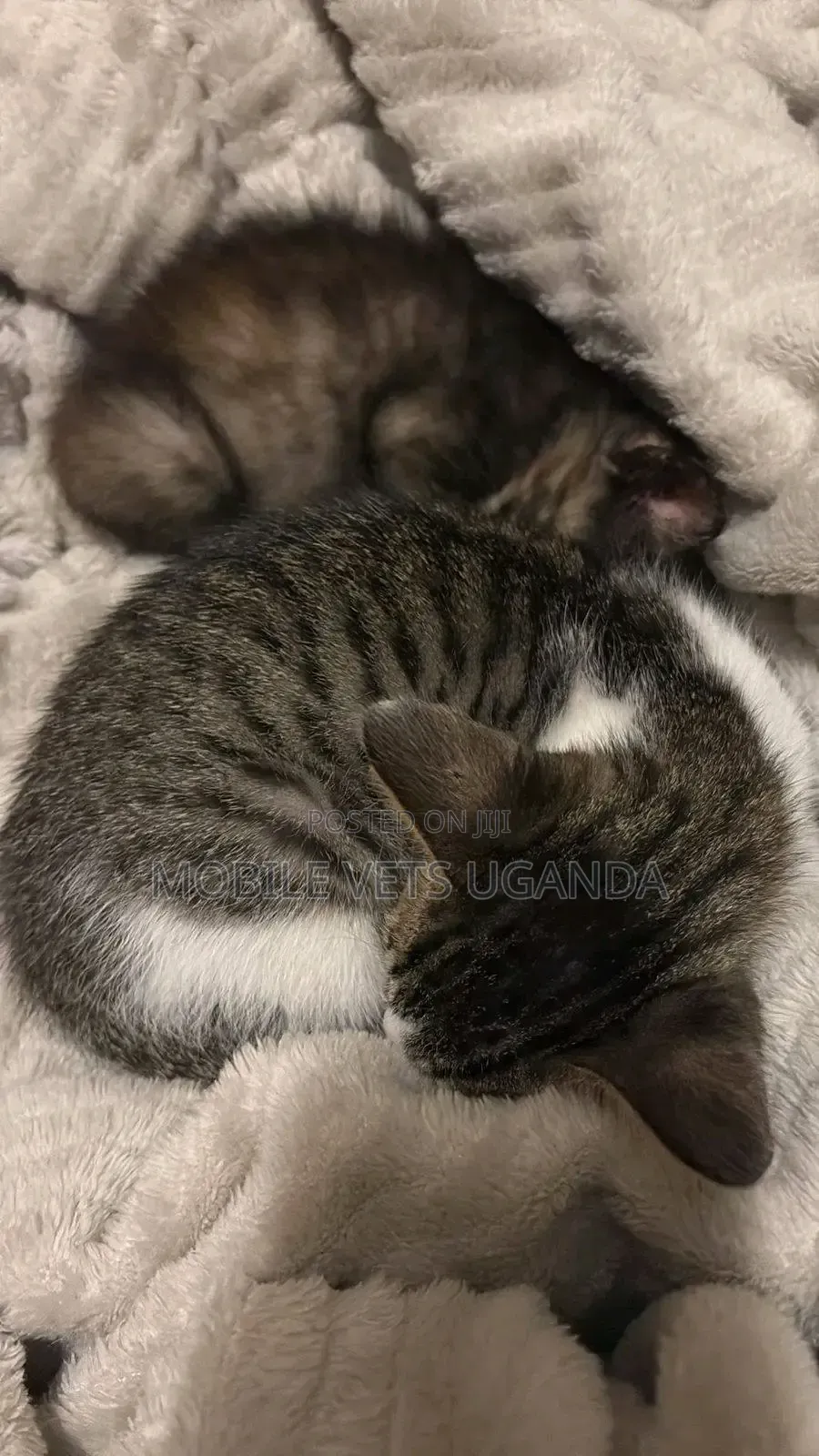 0-1 month Male Purebred Manx